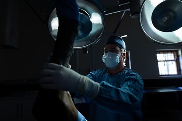Surgeon operating a horse in operation theatre