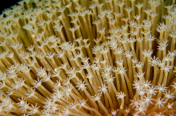 Macro of a soft leather coral polyps