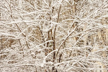 snow twig background