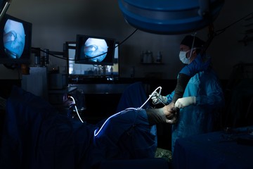 Surgeon examining a horse in operation theatre