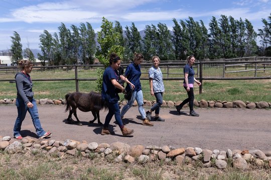 Medical Teams Walking With Young Horse Near Farm