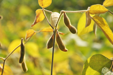 Soybean stem with pods