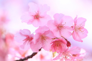 早春に咲いたピンクの桜