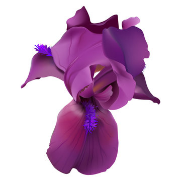 Iris flower. Hand drawn realistic vector illustration of delicate purple bloom with rippled petals on white background.
