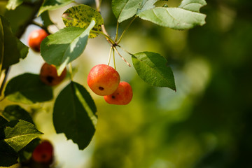 red apples of Paradise, on a branch on the background of red and green foliage