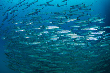 School of Chevron Barracuda, Sphyraena putnamiae