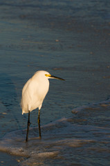 Nice photo of a Snowy Egret (Egretta thula) standing in the surf on the Gulf of Mexico at sunset.