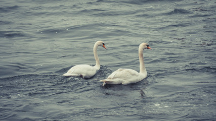 Obraz premium Lovely Swan Couple on the Rhine river in Bonn