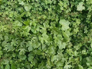  green leaves of different sizes in the foreground with earth in a certain part of the image