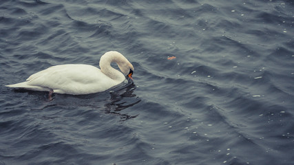 Cute Swan on the Rhine river in Bonn