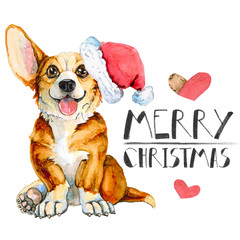 Greeting christmas card with dog breed corgi. Isolated on white background. Happy New Year - 237757116