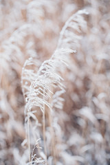 frozen winter plant in the wild landscape