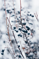 Frost Covered Berry Tree In Winter