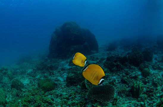 A couple of Hong Kong Butterflyfish (Chaetodon wiebeli) in a coral garden in Koh Tao, Thailand