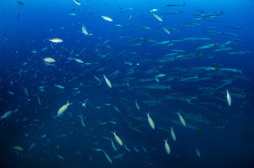 School of Chevron Barracuda, Sphyraena putnamiae