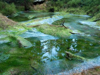 an autumn in a beautiful forest