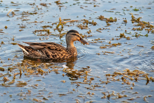 Female mallard duck (anas platyrhynchos) on Danube river