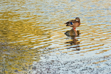 Female mallard duck (anas platyrhynchos) on Danube river