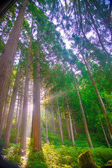Fototapeta premium Small nature in Toyama, Japan. Japan is a country located in the East Asia.