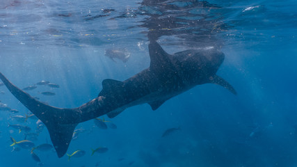 Whale shark watching in Oslob, Cebu fed with krill closeup