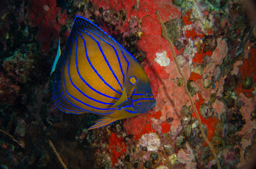 Naklejka na ściany i meble Blue ring angelfish, Pomacanthus annularis in tropical coral reef 