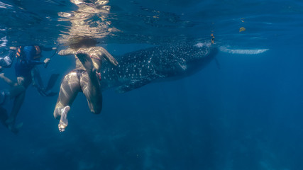 Whale shark watching and close interaction