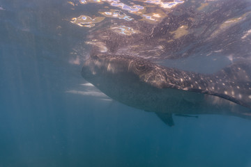 Naklejka premium Whale shark watching in Oslob, Cebu fed with krill closeup