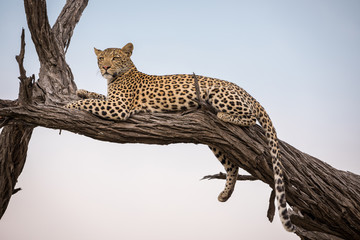 Fototapety  A leopard sitting on a tree at Moremi Game Reserve