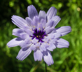 Catananche caerulea
