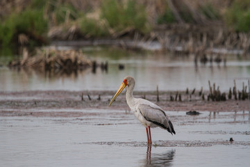 Yellow-billed Stock 
