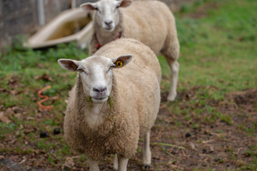 Obraz premium Castellana sheep breed