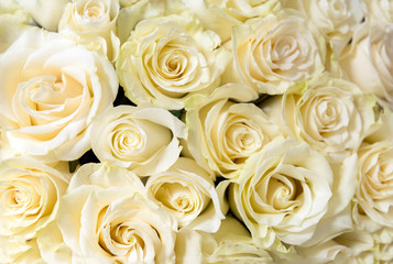 Obraz na płótnie Canvas bouquet of white roses, many flowers