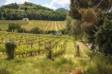Fototapeta na wymiar Tuscany vineyards in a sunny spring day. Travel Italy.