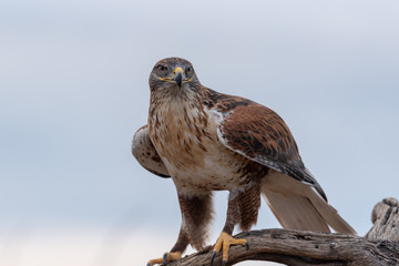 Ferruginous Hawk On Perch