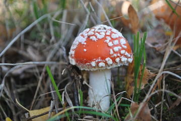 Muchomor czerwony, Amanita muscaria © bnorbert3