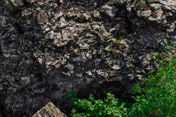 Vivid green leaves on background of mossy rough rock. Detailed texture of mountain stone surface with mosses and lichens close up. Rich vegetation of highlands. Mountainous flora. Amazing cliff.