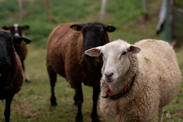 Castellana sheep breed