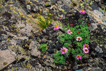 Aster Alpinus grows on rocks among stones. Amazing pink flowers with yellow center. Alpine Asters on cliff close up. Vegetation of highlands. Beautiful mountain flora with copy space. Wonderful plants