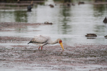Yellow-billed Stock 