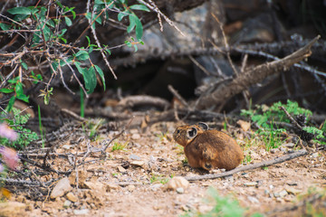 Pika rodent on ground in highlands. Small curious animal on colorful hill. Little fluffy cute mammal in mountain picturesque terrain near plants. Small mouse with big ears. Little nimble pika.