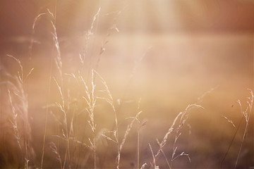 Rays of light in field