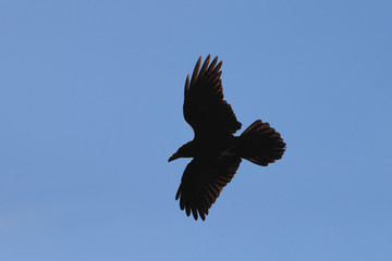 Common raven Corvus corax flying siluet in blue sky