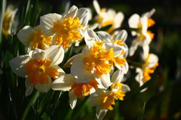 A large number of narcissuses look brightly and contrastly in beams of the morning sun.