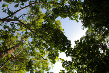 Trees and Sky