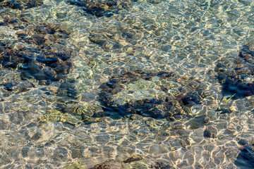 Rocky Coast. Adriatic Sea