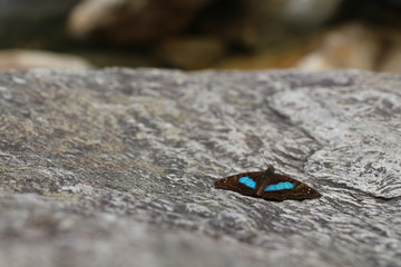 Butterfly on a Stone