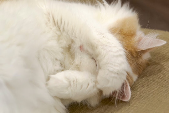 Domestic white beige cat on the chair close-up. Asleep Funny Facepalm