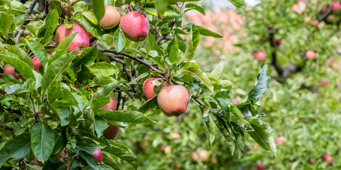 Ripe red apples on the branches of a tree with a blurred background on the right side