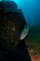 Starry pufferfish , Arothron stellatus swimming around shipwreck 