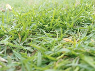grass play ground background